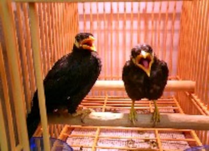 九官鳥の飼い方とは 注意点や必要な道具 費用 小動物 All About 九官鳥の飼い方とは 注意点や必要な道具 費用 小動物 All About