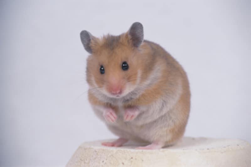 愛するペットの死を乗り越えて学ぶことも