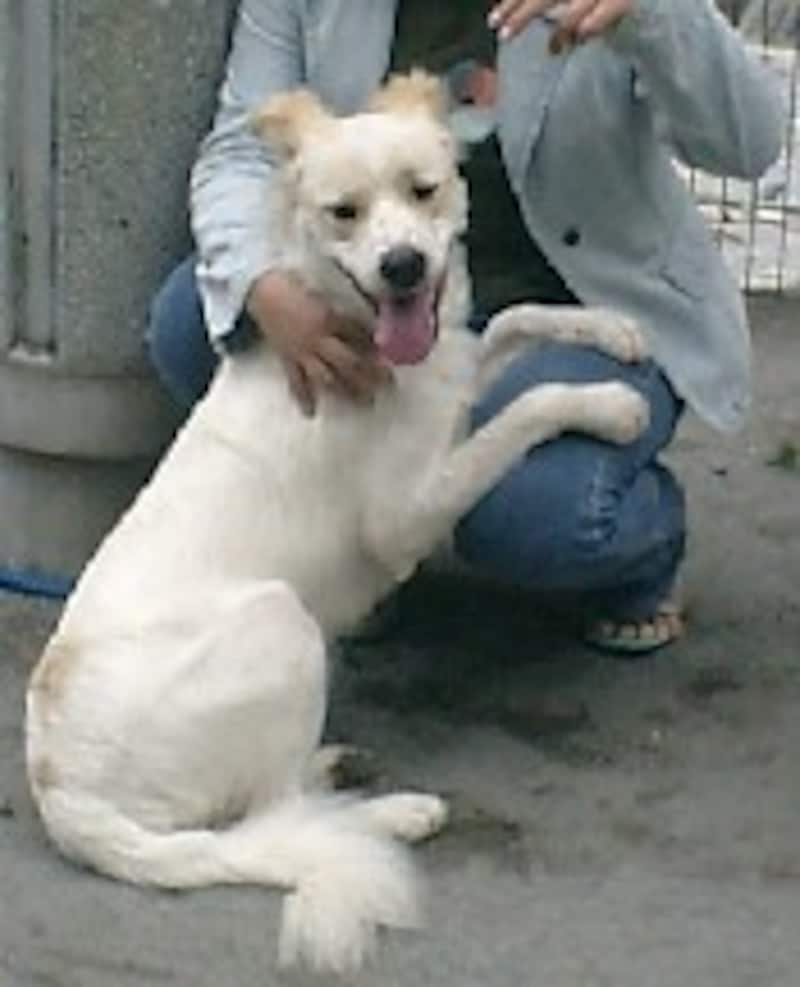 遊ばれている犬