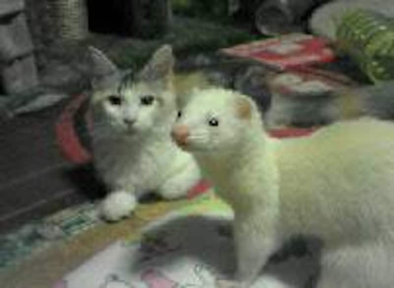 猫とフェレット