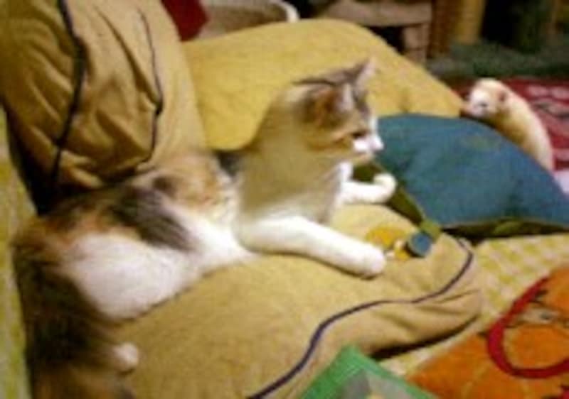 遊んでる猫とフェレ