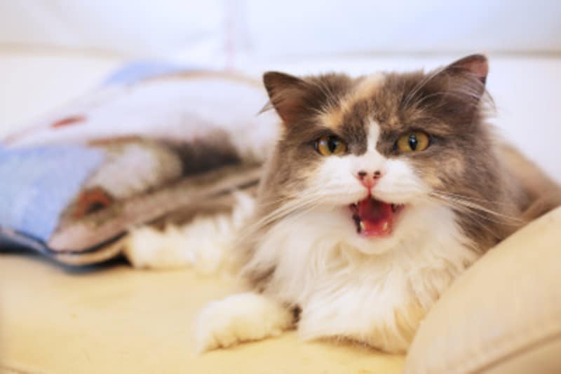 猫に噛まれてアナフィラキシーショックを起こした症例もあります。