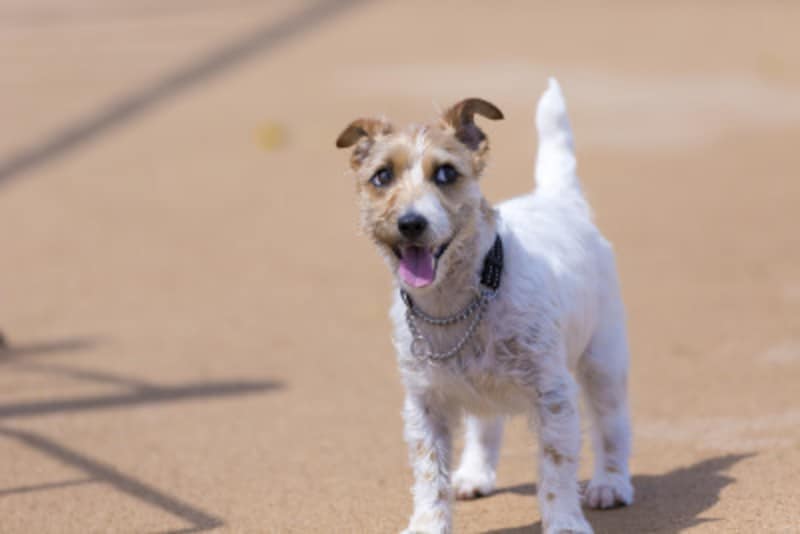 犬やハムスターなどのペットに噛まれたときのために、正しい知識を持ちましょう。