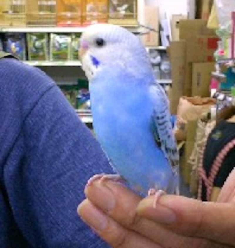 セキセイインコ