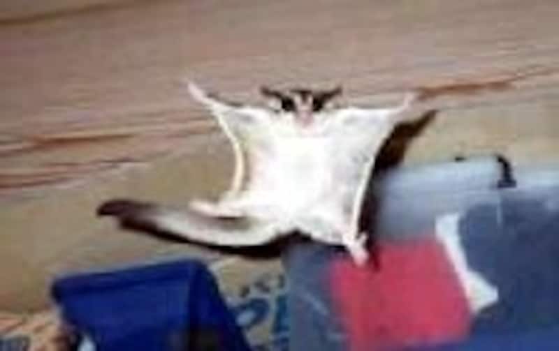 フクロモモンガ