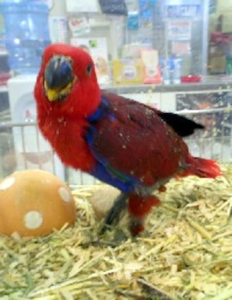 オオハナインコのメス