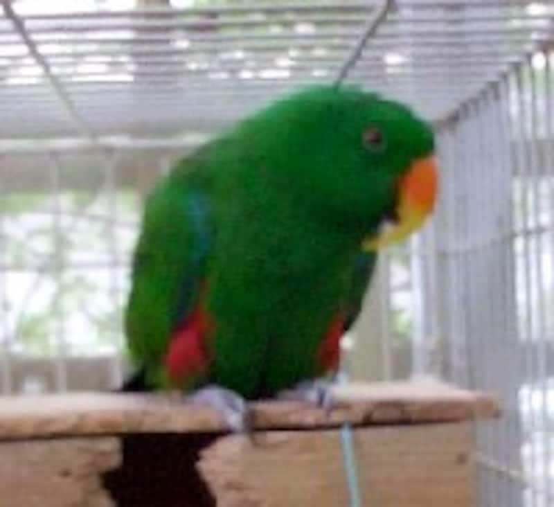 オオハナインコのオス