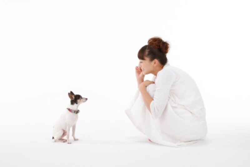ペットや動物とのふれあい