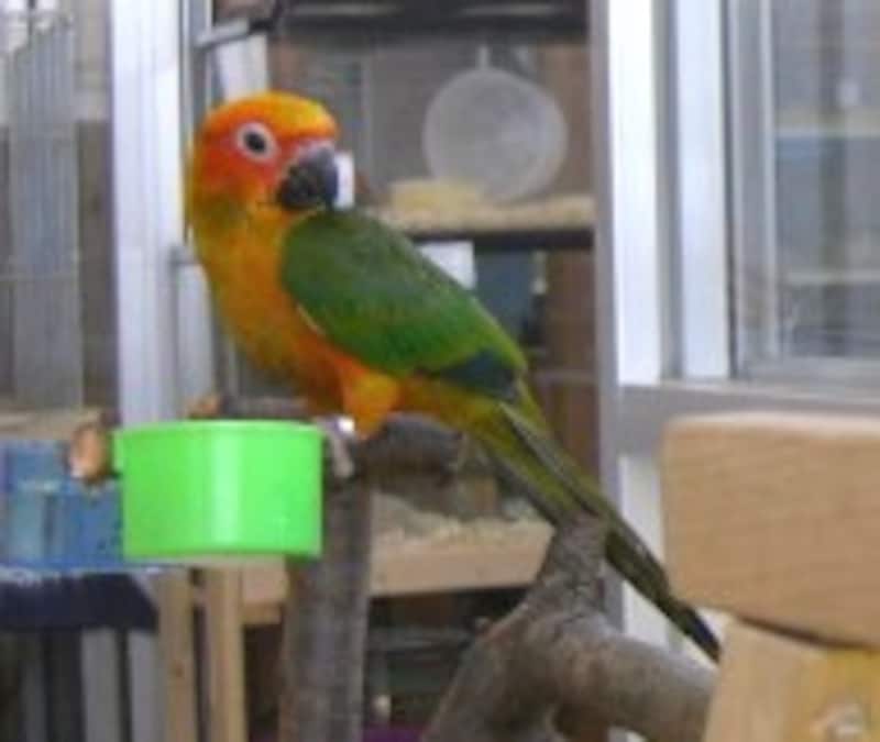 コガネメキシコインコ