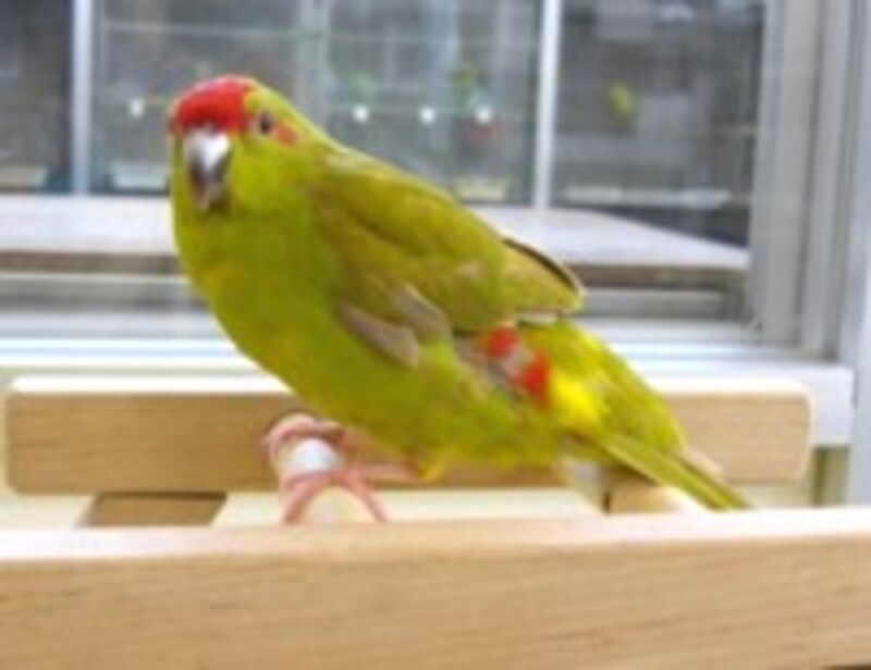 ミドリズアカインコ