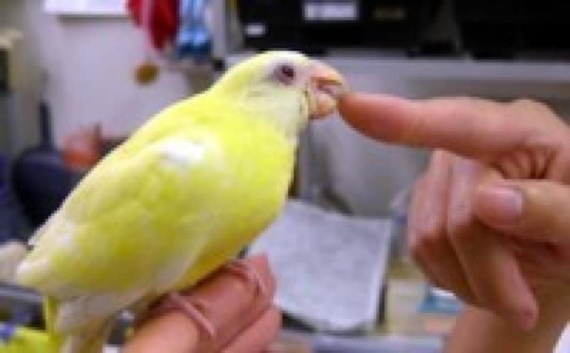 反抗期のセキセイインコの触り方