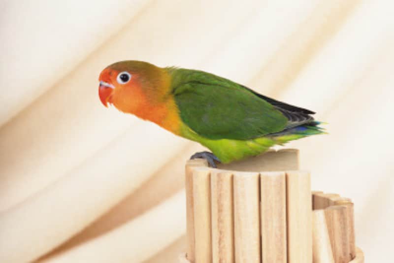 鳥が 噛む のは本能的な行動 ペットで鳥を飼うときの注意点 小動物 All About