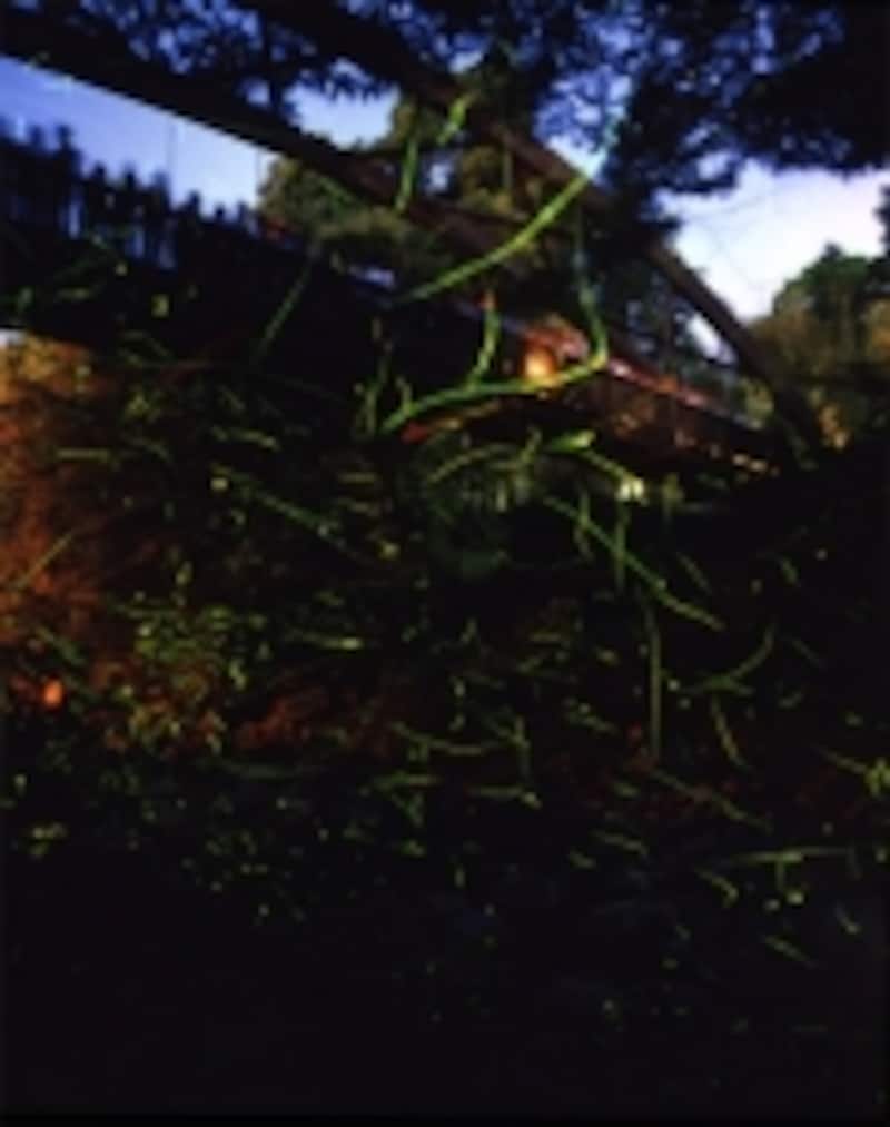 hotaru-deaibashi.jpg