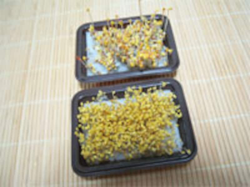 三日目成長記録