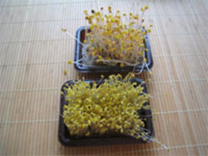 五日目成長記録