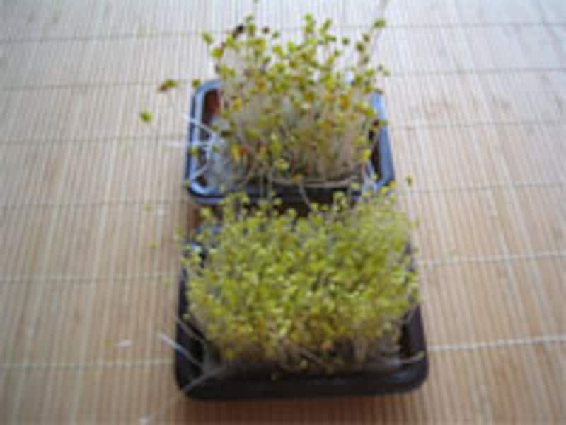 六日目成長記録