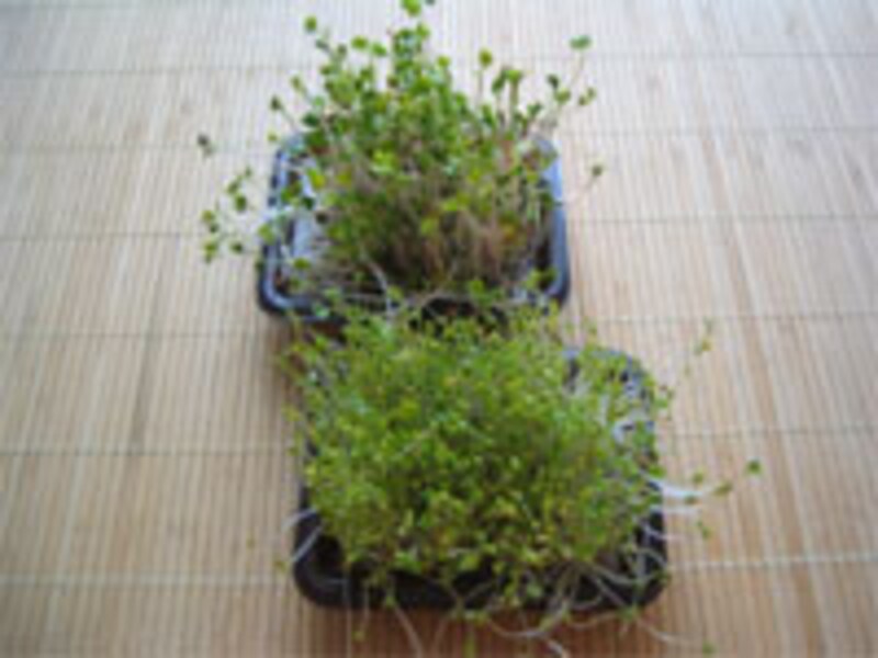 七日目成長記録