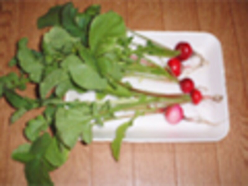 ひとり暮らしの部屋で家庭菜園