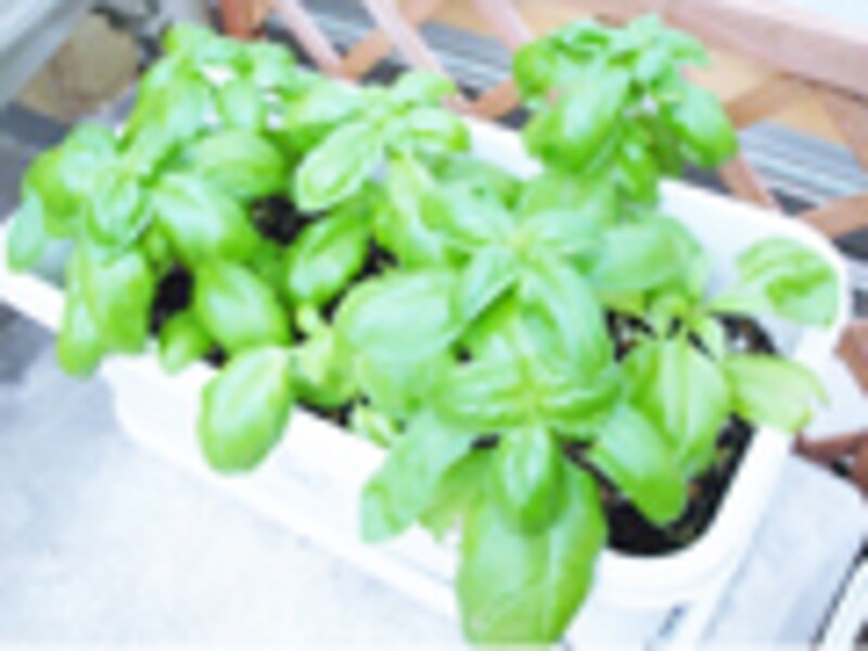 ベランダで育てるハーブ達