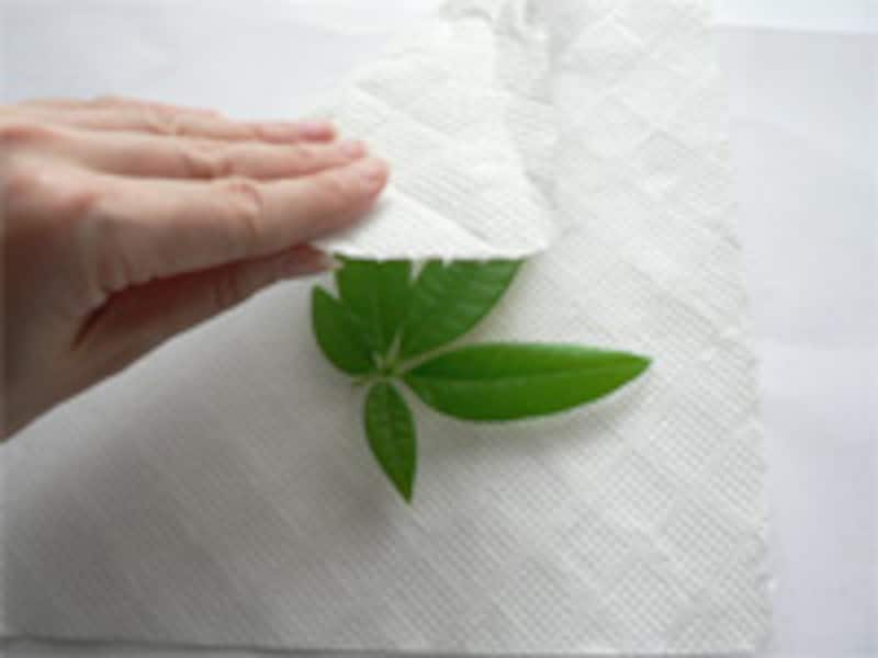 葉っぱをはさむ