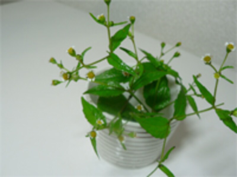 雑草
