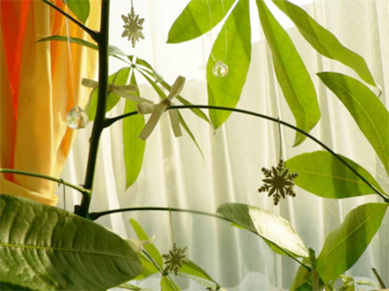 観葉植物でクリスマスツリー