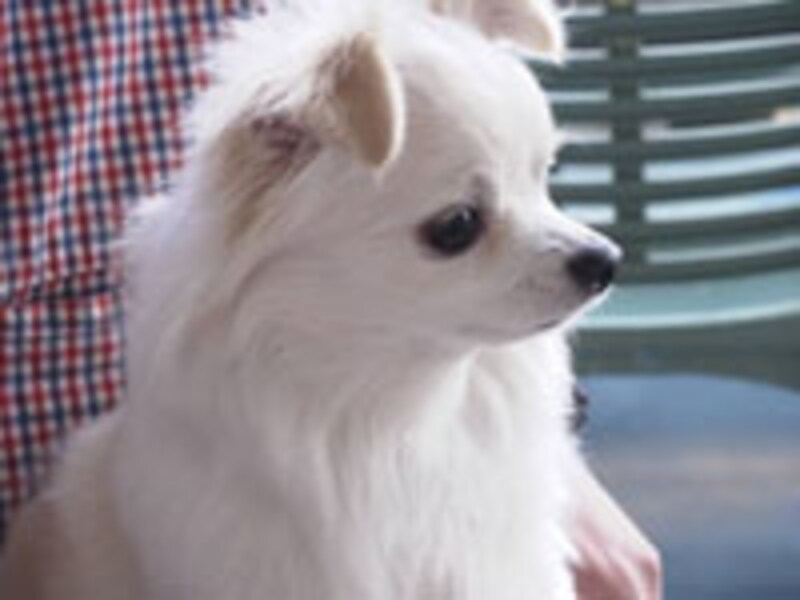 引越し、ペット