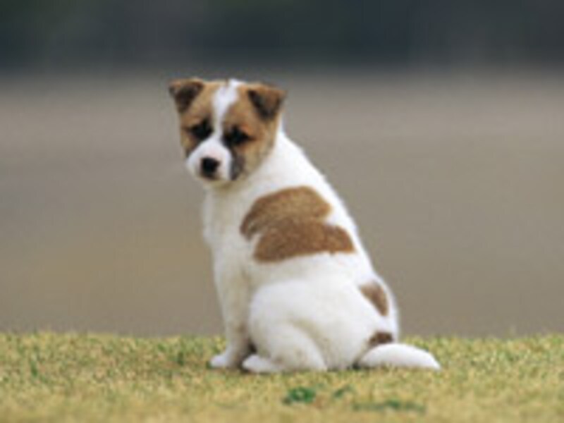 引越し、ペット