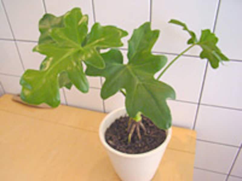 引越し、グリーン