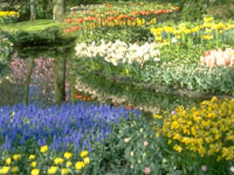 色とりどりの花