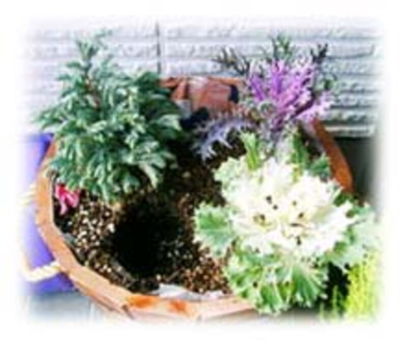 Xmas寄せ植えをお正月向けに ガーデニング 園芸 All About Xmas寄せ植えをお正月向けに ガーデニング 園芸 All About