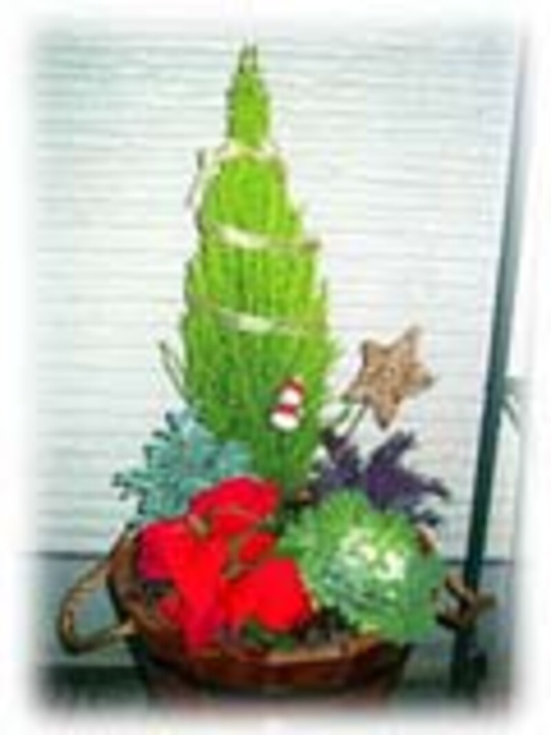 Xmas寄せ植えをお正月向けに ガーデニング 園芸 All About Xmas寄せ植えをお正月向けに ガーデニング 園芸 All About