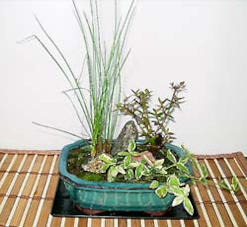 2 4 苔玉 盆栽 涼やかに なごみの和を楽しむ ガーデニング 園芸 All About