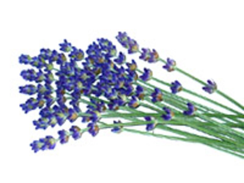 収穫したラベンダー