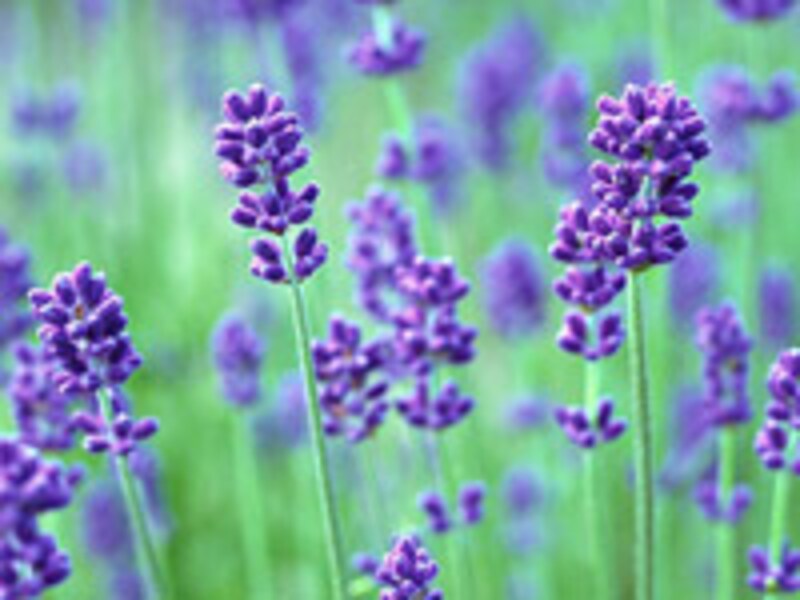 ラベンダー