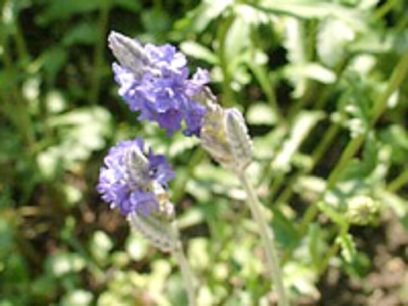 プテロストエカスラベンダー