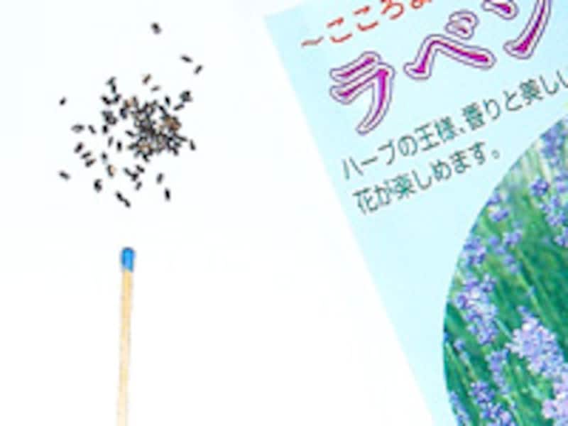 ラベンダーの種