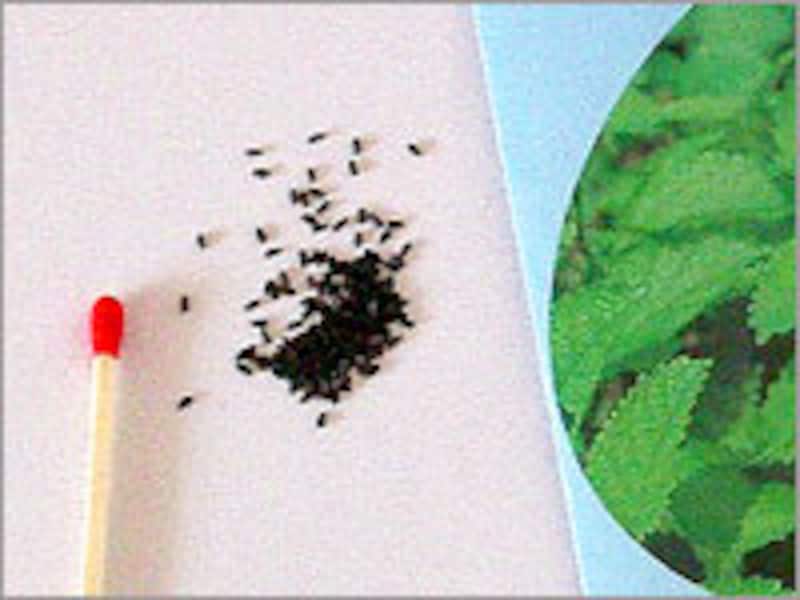 レモンバームの種