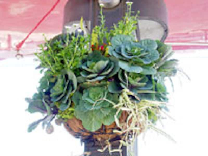 葉牡丹のハンギング