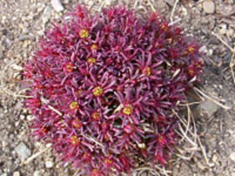 宿根草の芽出し