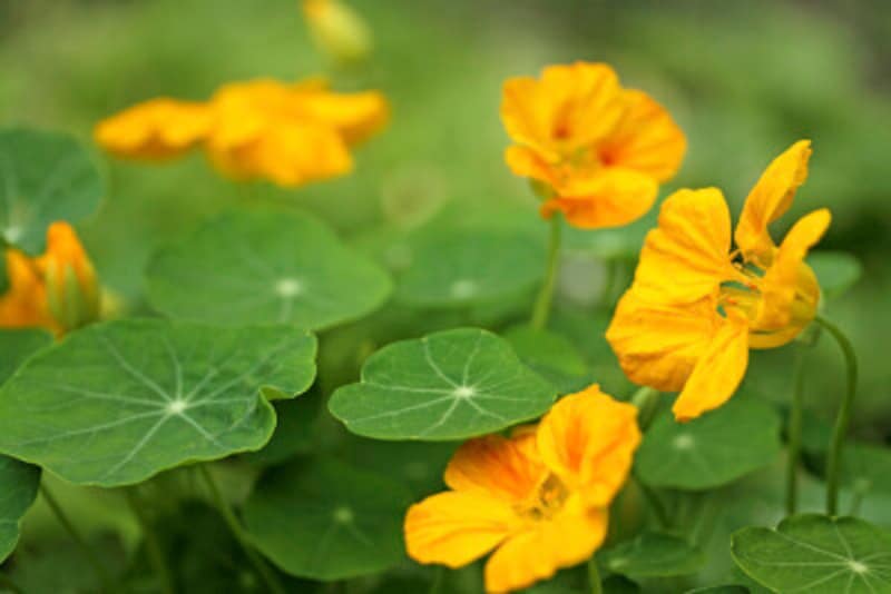 ナスタチウム自体が花も葉も食べられる植物だが、ナメクジなどのトラップにもなる