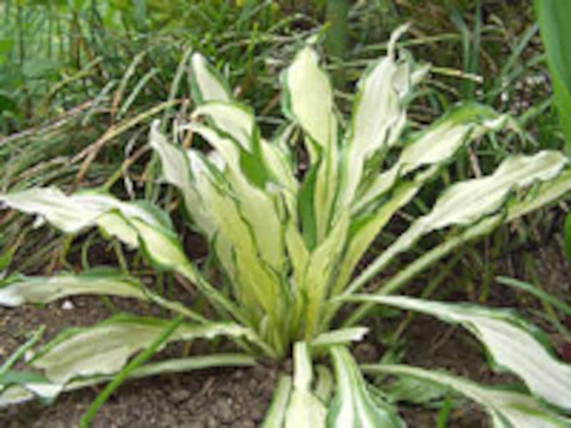 ギボウシ‘カビタン’