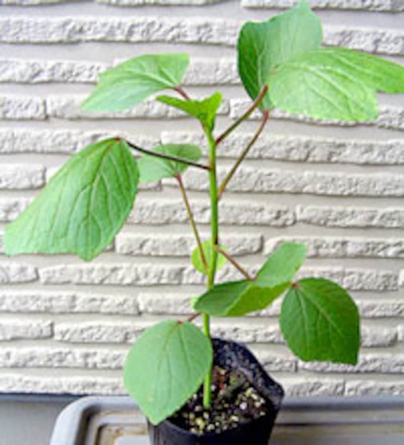 ハイビスカス&lsquo;サブダリファ&rsquo;