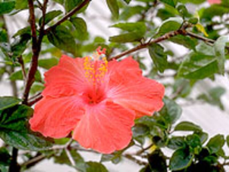 ハイビスカス