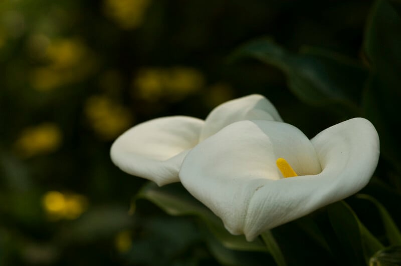 カラーとサトイモ、どちらもサトイモ科の植物だが……。