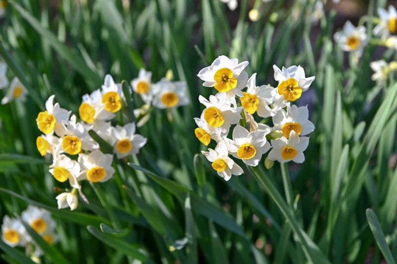 スイセンは葉っぱにも有毒物質が
