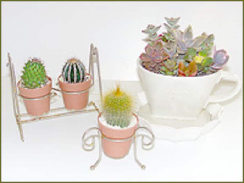 サボテンと多肉植物