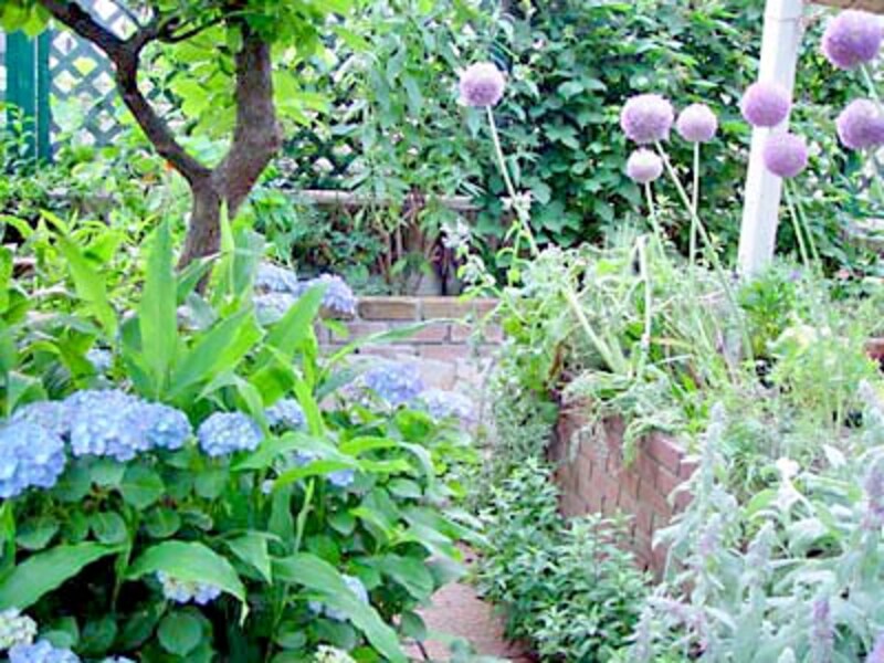 アジサイとアリウム