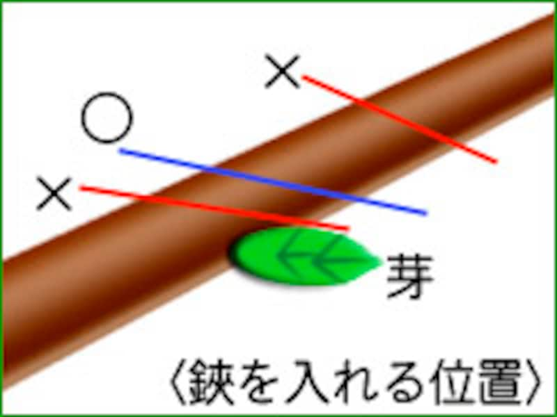 庭木の剪定を自分でやる基本の方法と整枝のコツ 植木 庭木 All About