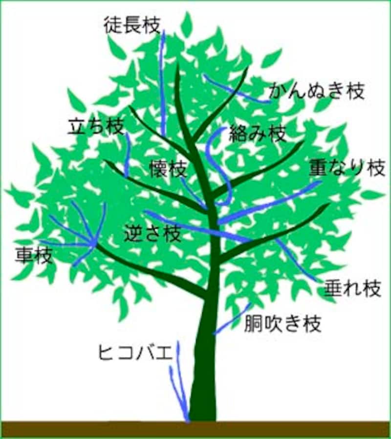 庭木の剪定 - 島根県のその他